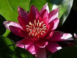 獨(dú)獨(dú)黃,夏季,花園池塘