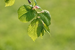 挂榆树,叶子,绿色