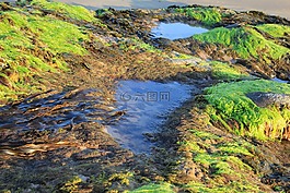 海藻,巖池,自然