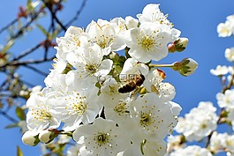 櫻桃,鮮花,工作