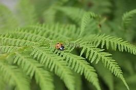 瓢蟲,昆蟲,蕨菜