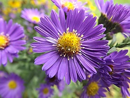 花,紫,性質