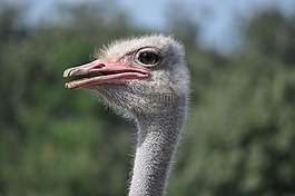 鴕鳥,動物,鳥