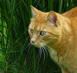 貓,動物,寵物