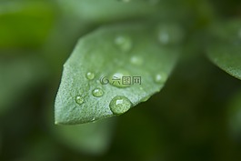 葉,雨,顏色
