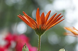 雛菊,非洲雛菊,花