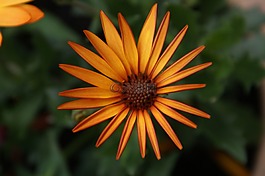 雛菊,非洲雛菊,花