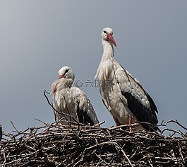 鳥,鸛,鳥巢