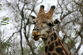 長(zhǎng)頸鹿,野生動(dòng)物園,南非