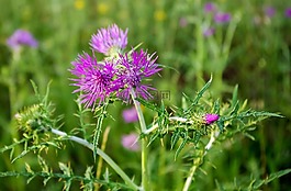 水飛薊,花,夏季