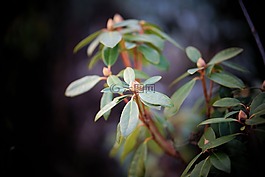 芽,布什,葉子