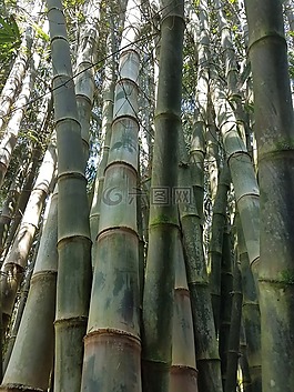 竹,森林,夏威夷
