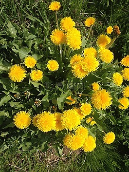 蒲公英,花,黃色
