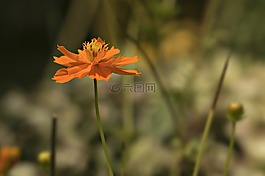 花,春,顏色