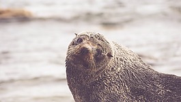 海獅,可愛,甜