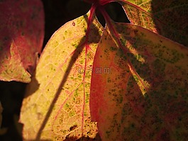 葉子,秋季,黃色