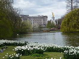 鮮花,倫敦,公園