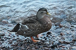 野鴨,動物,鳥