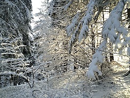 雪,冬天,黑色的森林