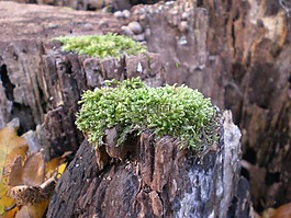 苔,森林,樹樁