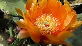 花椒梨,仙人掌,花