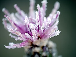 黎明,露水,花卉