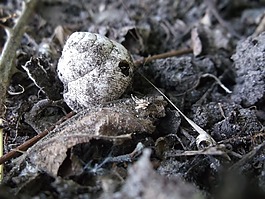 蝸牛,蝸牛殼,灰色