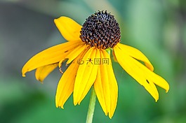 黃色,花,黃色的花