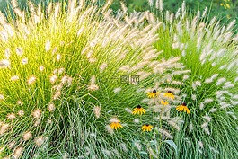 草,鮮花,綠色