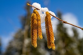 榛,榛子,雪