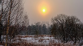 樹,黎明,冬季