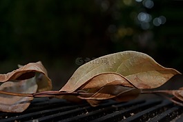 葉,干,秋