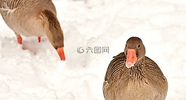 鵝,水禽,家禽