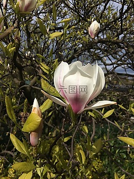 玉蘭,樹,花