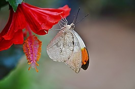 蝴蝶,動物,昆蟲
