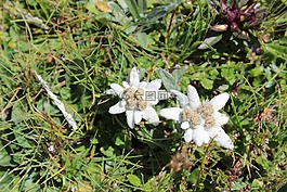 雪絨花,奧地利,野花