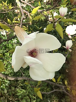 玉蘭,樹(shù),花