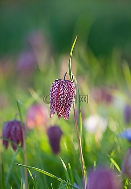 花花,冬天,光