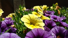 矮牵牛,花,紫色