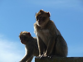猴,猴子,獼猴