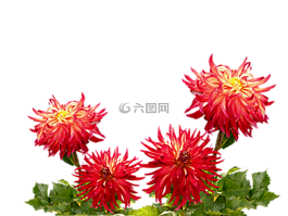 大麗花,秋季,大麗花花園