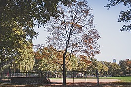 公園,原野,自然