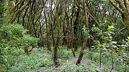 la 爬行動物,加那利島,島