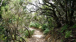 la 爬行動物,加那利島,島