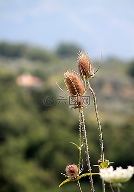 水飛薊,花,性質(zhì)