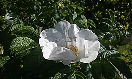 潔白的花朵,自然,葉