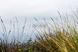 高草,草,自然