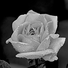 玫瑰,花的,花