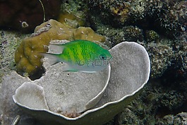 菲律賓,愛妮,魚