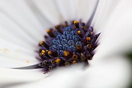 瑪格麗特 ·,花,花瓣